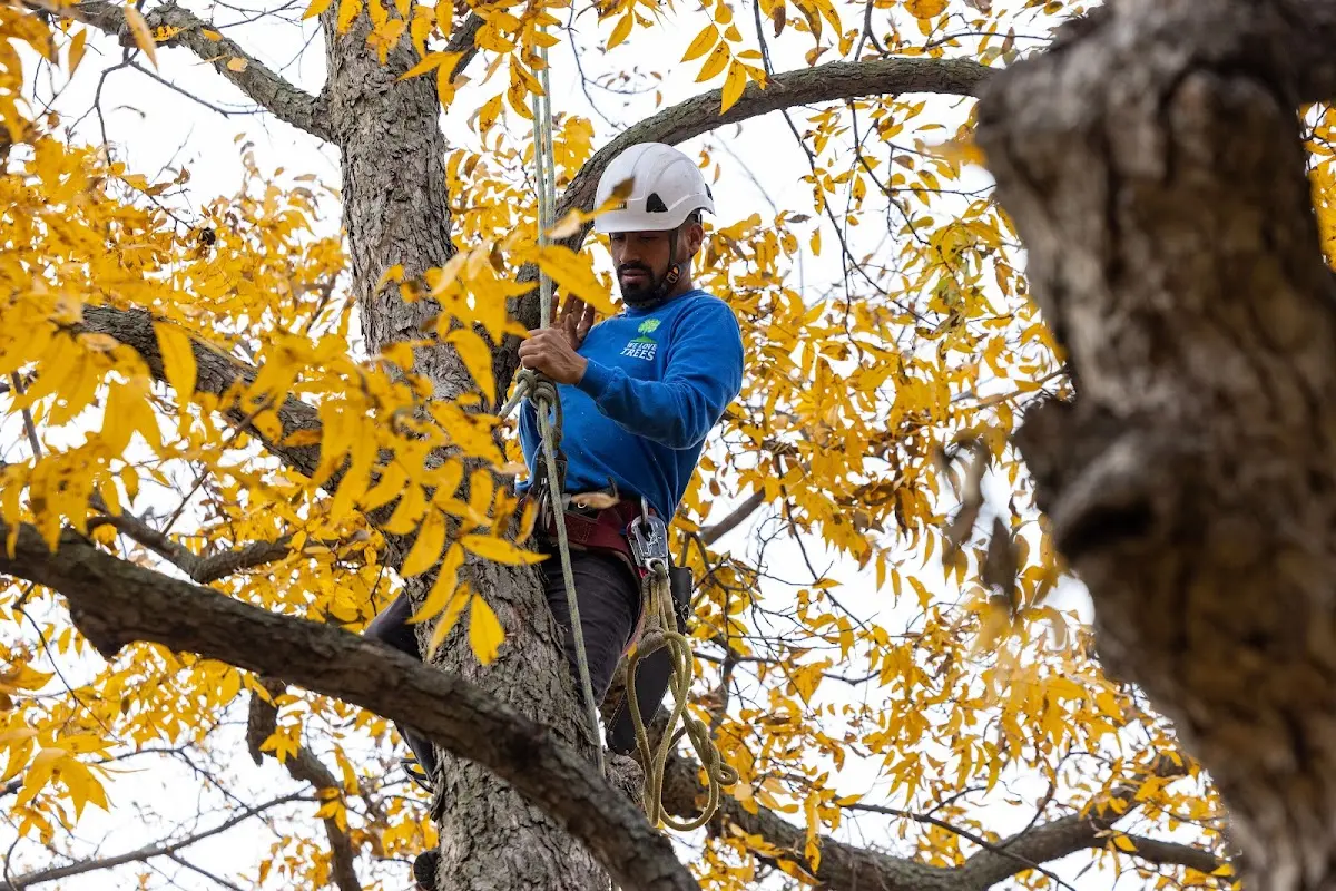 Skilled Tree Planing crew working in Melvern