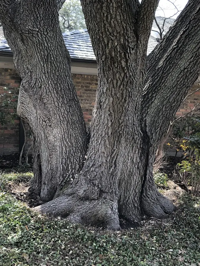 Mature heritage tree close to a Melvern property cared for by certified arborists
